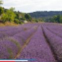 vakantiehuis-provence-lavendel